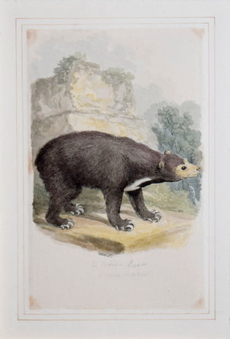 Samuel Howitt (British, 1765-1822), East Indian Bear