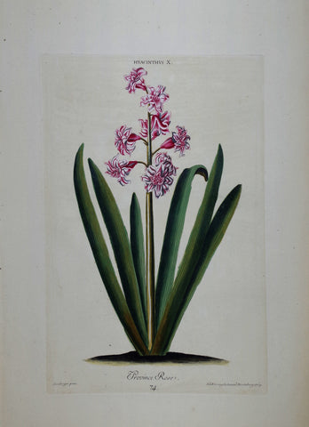 Georg Ehret (1708-1770), Hyacinthus X P74