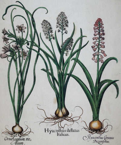 Basilius Besler (1561-1629), Hyacinthus Stellatus Italicus