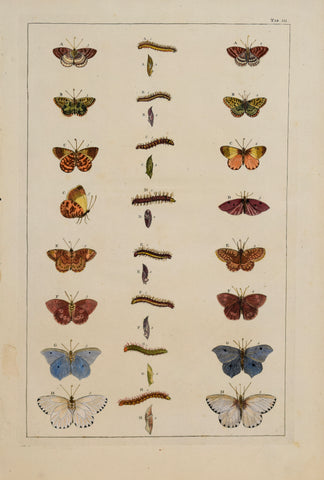 Albertus Seba (1665-1736)  Tab III [Insects]