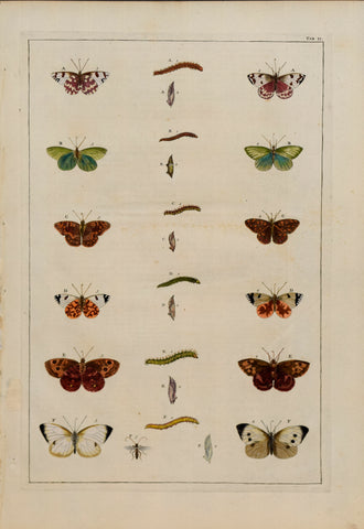Albertus Seba (1665-1736)  Tab II [Insects]