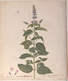 William Sole (British, 1739-1802), Menthae Brittanicae: being a new botanical Arrangement of all the British Mints hitherto discovered.