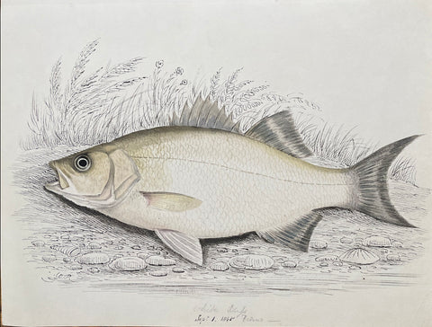 William Pope (British/Canadian, 1811-1902),White Bass Reduced Sept 1 1845