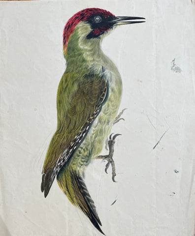 William Pope (British/Canadian, 1811-1902), ? Green Woodpecker?