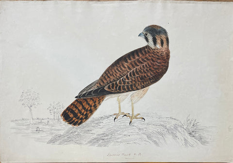 William Pope (British/Canadian, 1811-1902), Sparrow Hawk y.m. (young male)