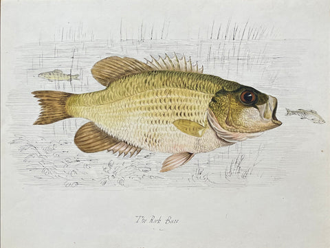 William Pope (British/Canadian, 1811-1902), The Rock Bass