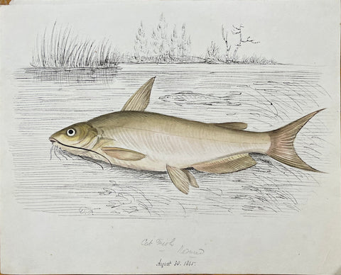 William Pope (British/Canadian, 1811-1902), Cat fish Reduced August 30 1865
