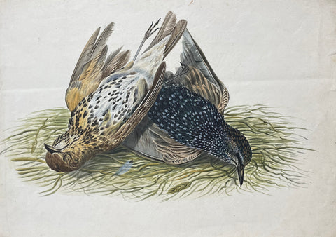 William Pope (British/Canadian, 1811-1902), Untitled [Two Birds]