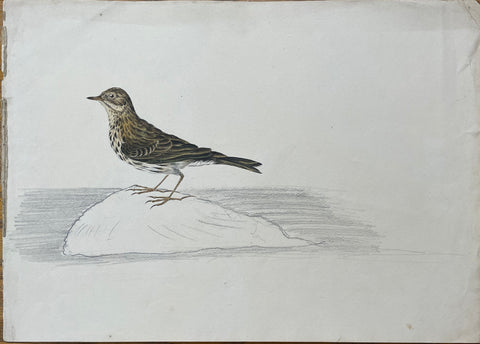 William Pope (British/Canadian, 1811-1902), Untitled [Bird on a Rock]