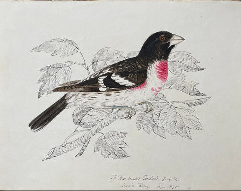 William Pope (British/Canadian, 1811-1902), The Rose-breasted Grosbeak Ioxia Rosea June 1845