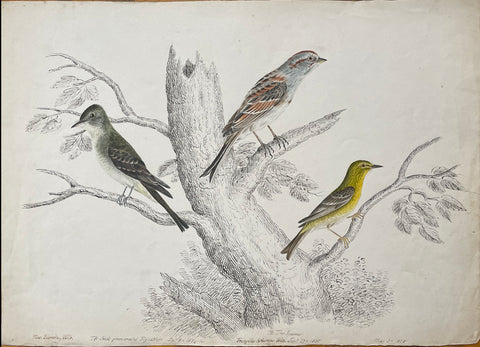 William Pope (British/Canadian, 1811-1902), Musguerula, Wils. The small green crested flycatcher Sept 8 1834/The tree sparrow fringilla arborea Wils. Jan 27 1835