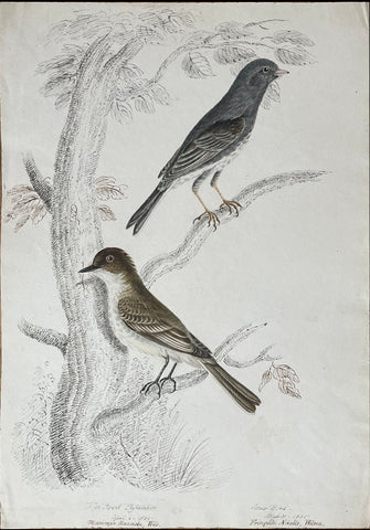 William Pope (British/Canadian, 1811-1902), The Peowit Flycatcher April 4 1836 Muscicapa nunciola Wils./