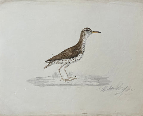 William Pope (British/Canadian, 1811-1902), Spotted Sandpiper 1837