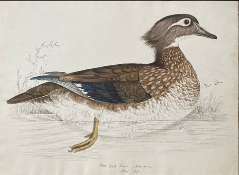 William Pope (British/Canadian, 1811-1902), Wood Duck female Anas Sponsa April 1847