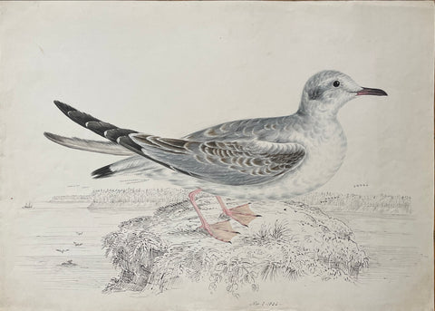 William Pope (British/Canadian, 1811-1902), Untitled [Gull?]