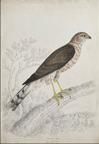 William Pope (British/Canadian, 1811-1902), Sharp Shinned Hawk Sept 6 1834 Falco Velac Wilson