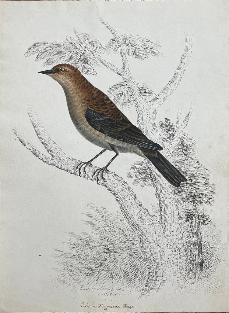 William Pope (British/Canadian, 1811-1902), Rusty Grackle female Oct 8 ...