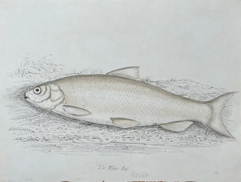 William Pope (British/Canadian, 1811-1902), The White Fish Reduced