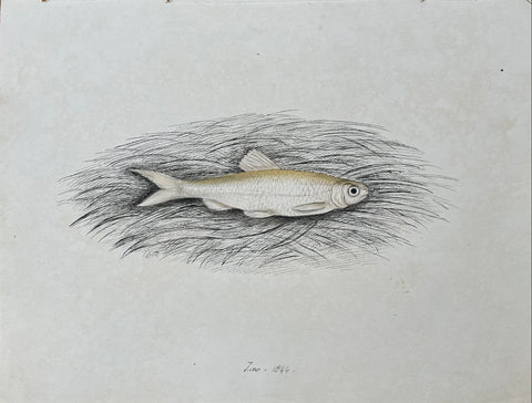 William Pope (British/Canadian, 1811-1902), Untitled [Small fish] June 1844