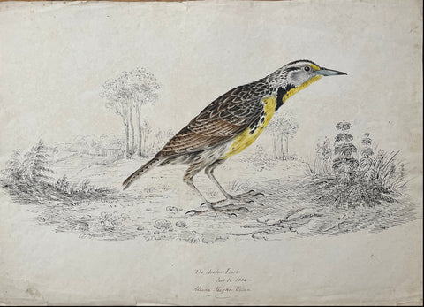 William Pope (British/Canadian, 1811-1902), The Meadowlark June 16 1834 Alanda Maitna Wills
