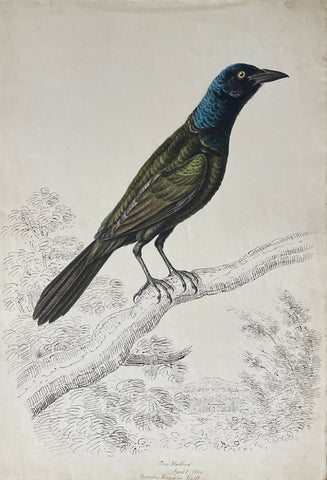 William Pope (British/Canadian, 1811-1902), Crow blackbird April 1 1835 Quiscalus Versicolor Vicii
