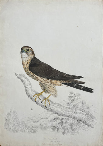 William Pope (British/Canadian, 1811-1902), The Pigeon Hawk Sept 21 1834 Falco Columbarius Linn.