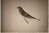 Niels Kjaerbolling, (Danish, 1806-71) Forgog tile n Afbildning af Danske Sangfugle [Folio of Images of Danish Songbirds]