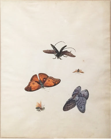 Chinese School (19th century) [A Butterfly, Moth, and Three Insects]
