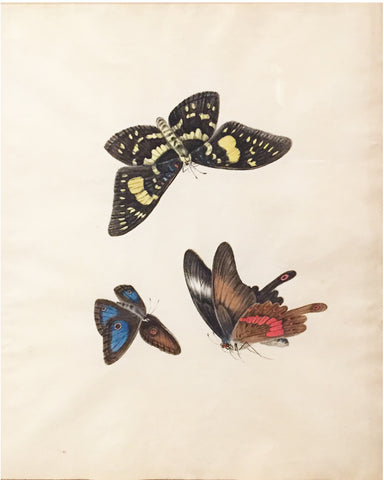 Chinese School (19th century) [Three Butterflies]