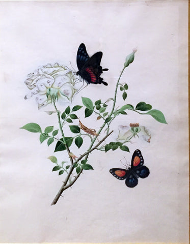 CANTONESE SCHOOL (19TH-CENTURY) [White Rose with Two Butterflies]