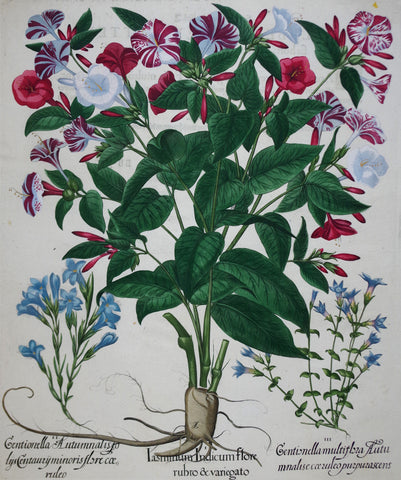 Basilius Besler (1561-1629), Iasminum Indicum flore rubro & variegato
