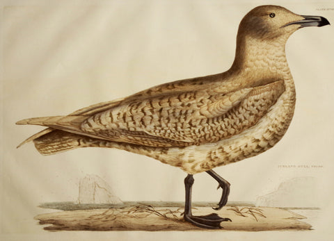 Prideaux John Selby (1788-1867), Iceland Gull Young Plt XCVIII