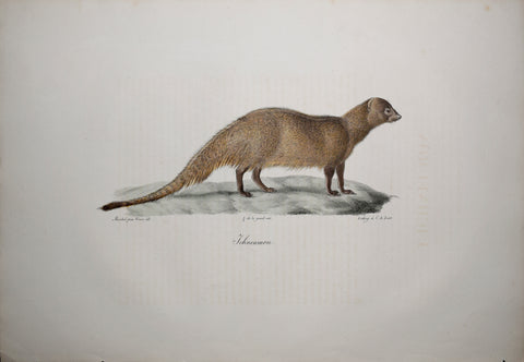 Frederic Cuvier (1769-1832) & Geoffroy Saint-Hilaire (1772-1844), Ichneumon - Egyptian Mongoose