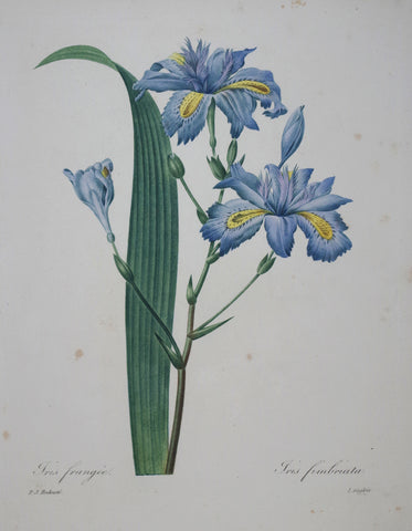 ﻿Pierre Joseph Redoute (1759-1840), Iris Frangee