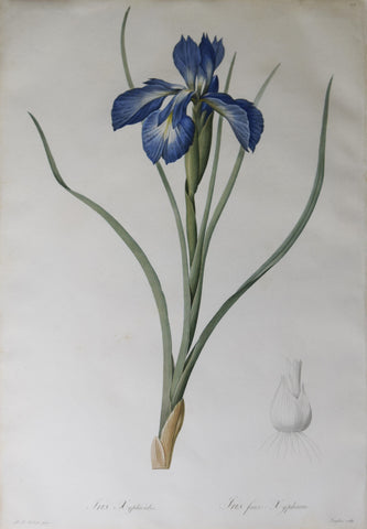 Pierre Joseph Redouté (1759-1840), English iris, Plate 212
