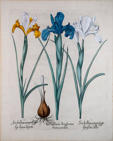 Basilius Besler (1561-1629), Iris bulbosa Anglicana flore coeruleo