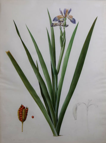 Pierre-Joseph Redouté (Belgian, 1759-1840), “Stinking Iris” Iris foetidissima