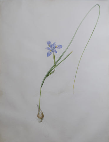 Pierre-Joseph Redouté  (Belgian, 1759-1840), “Barbary Nut” Iris sisyrinchium