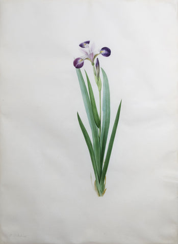 Pierre-Joseph Redouté  (Belgian, 1759-1840), “Purple Iris” Iris versicolor