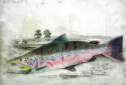 Sir William Jardine (Scottish, 1800-1874) The British Salmonidae