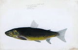 Sir William Jardine (Scottish, 1800-1874) The British Salmonidae