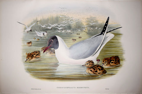 John Gould (1804-1881), Chroicocephalus Ridibundus, "Black Headed Gull"