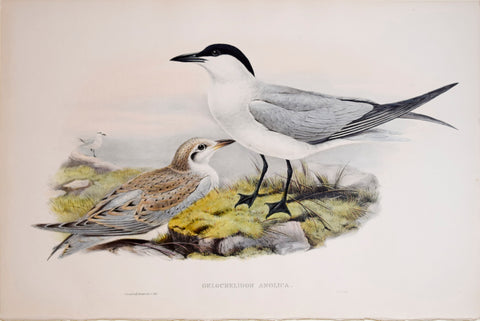 John Gould (1804-1881), Gelochelidon Anglica, "Gull-billed Tern"