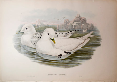 John Gould (1804-1881), Pagophila Eburnea, "Ivory Gull"