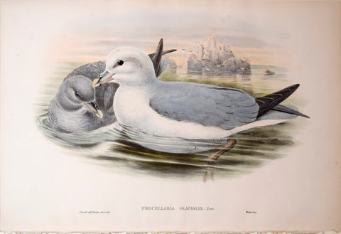 John Gould (1804-1881), Procellaria Glacialis, "Fulmar"