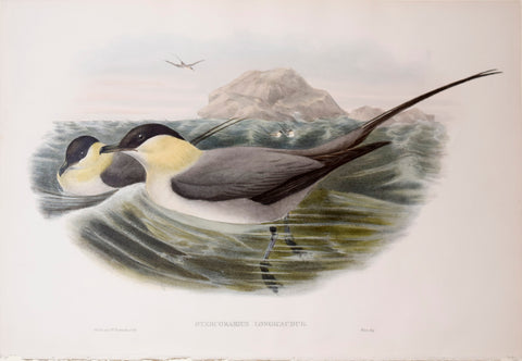John Gould (1804-1881), Stercorarius Longicaudus, "Long-tailed Skua"