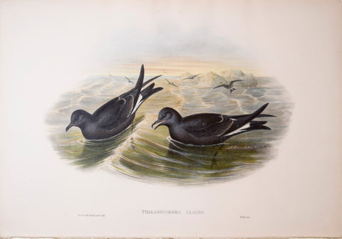 John Gould (1804-1881), Thalassidroma Leachii, "Fork-tailed Storm-Petrel"