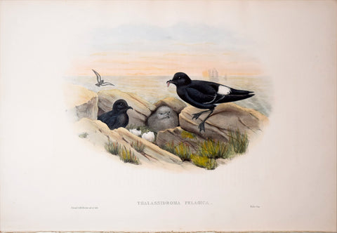 John Gould (1804-1881), Thalassidroma Pelagica, "Storm-Petrel"