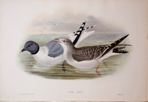 John Gould (1804-1881), Xema Sabini, "Sabine's Gull"