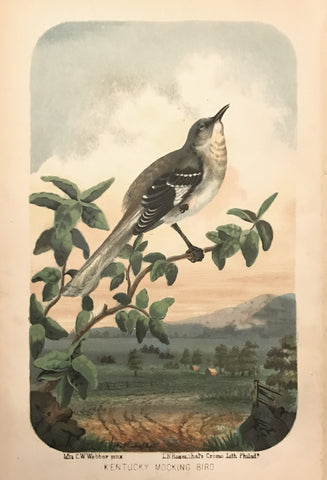 Charles Wilkins Webber,  Kentucky Mocking Bird